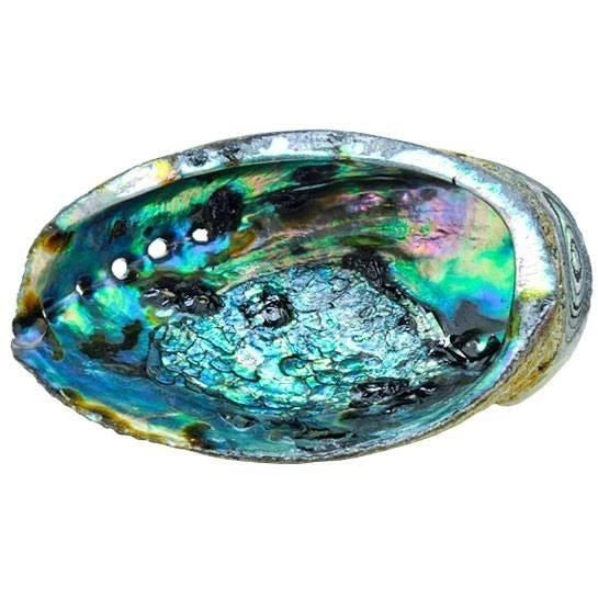 Beautiful Abalone Shells