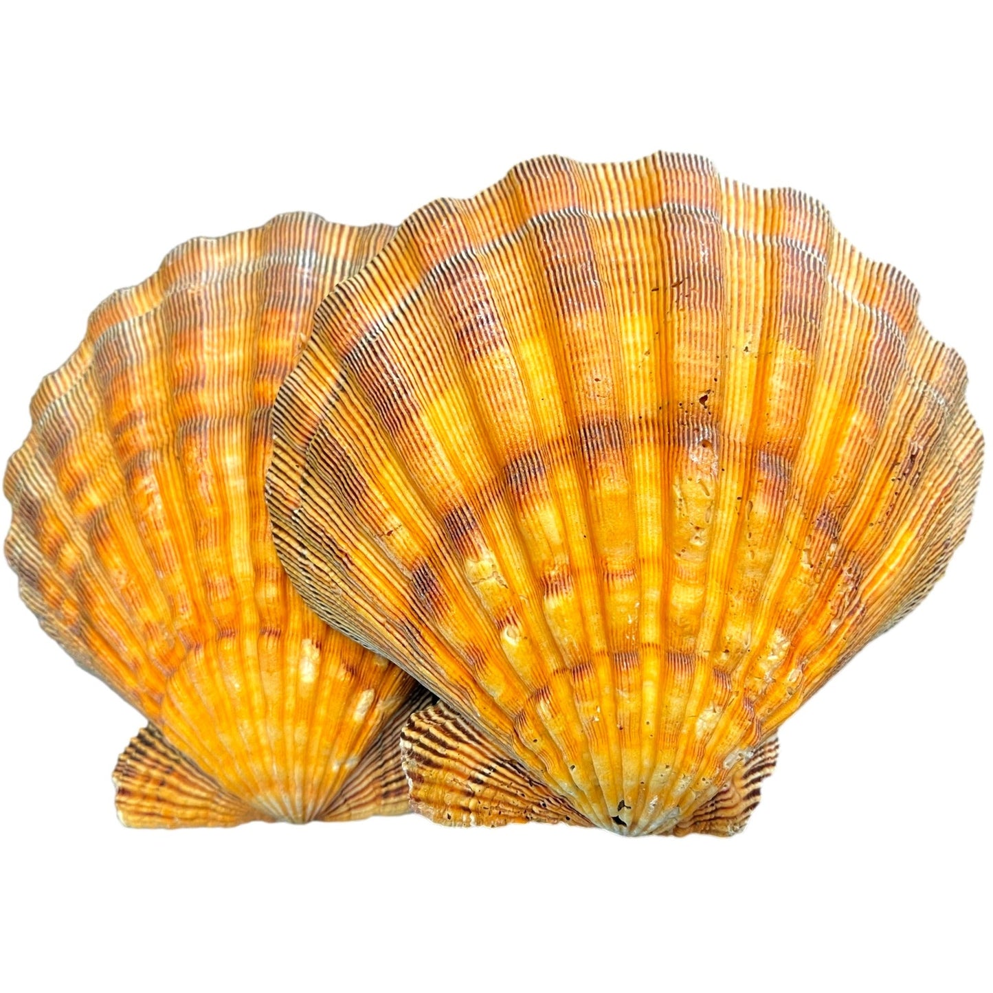 Lions Paw Scallop Sea Shell
