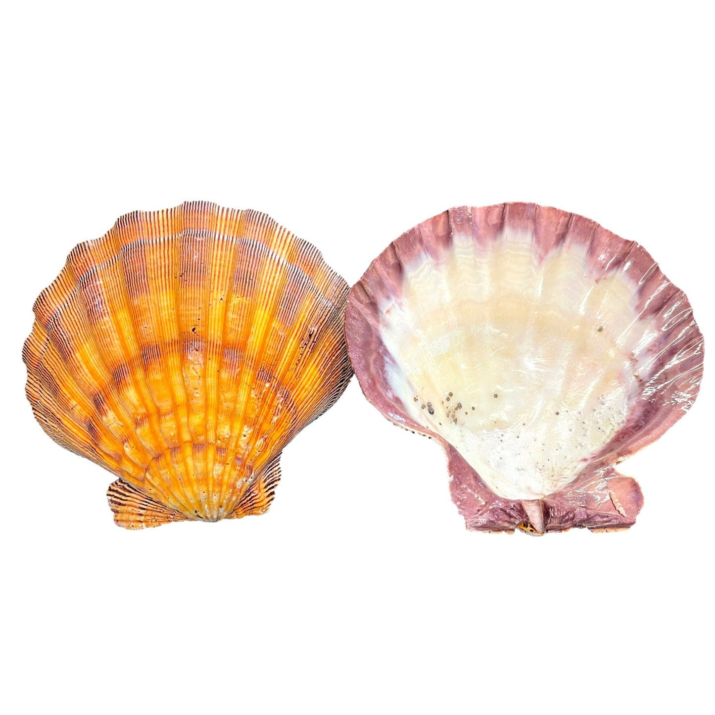 Lions Paw Scallop Sea Shell