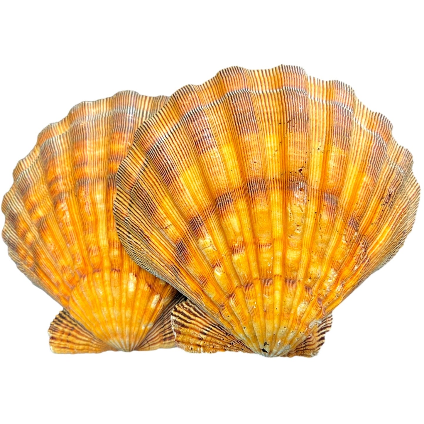 Lions Paw Scallop Sea Shell