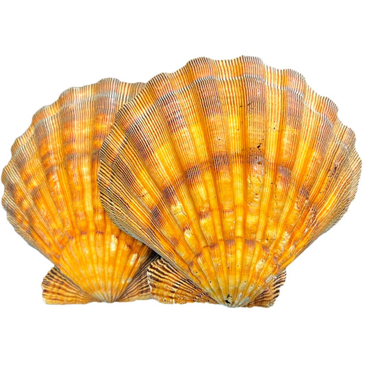 Lions Paw Scallop Sea Shell